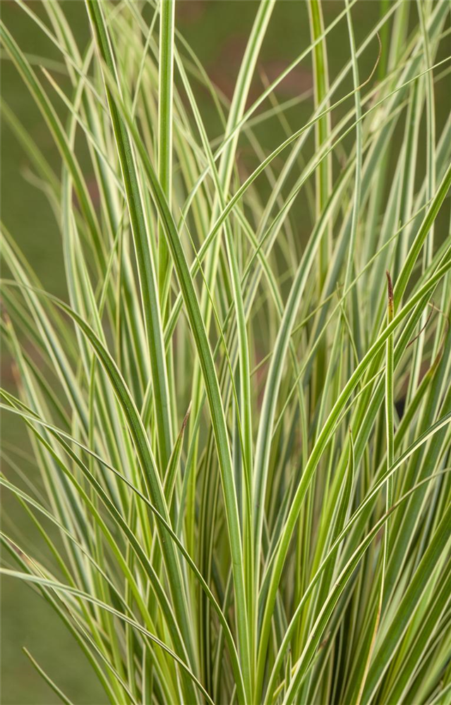 Carex acuta