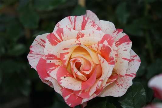 Beetrose 'Alfred Sisley'®