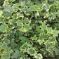 Hedera in bunten Sorten, 6er Set