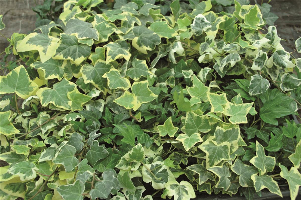 Hedera in bunten Sorten, 6er Set