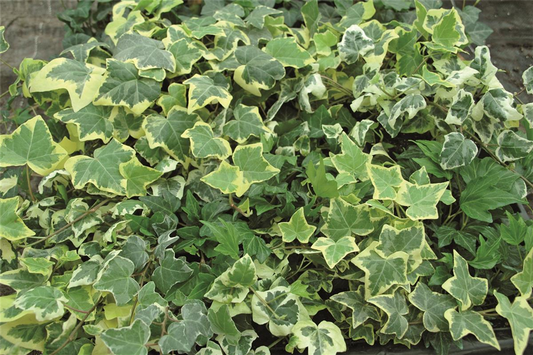 Hedera in bunten Sorten, 6er Set