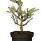 Koreatanne 'Silberlocke'
