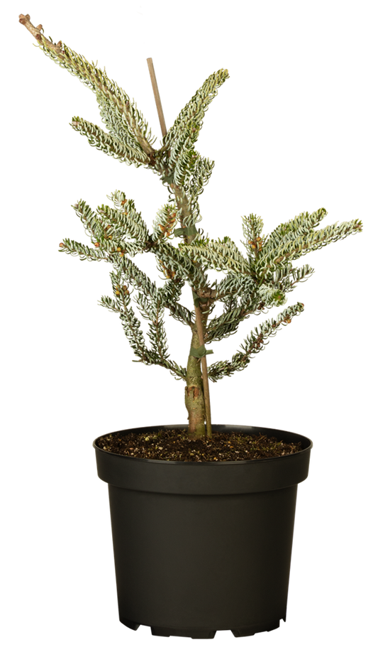 Koreatanne 'Silberlocke'