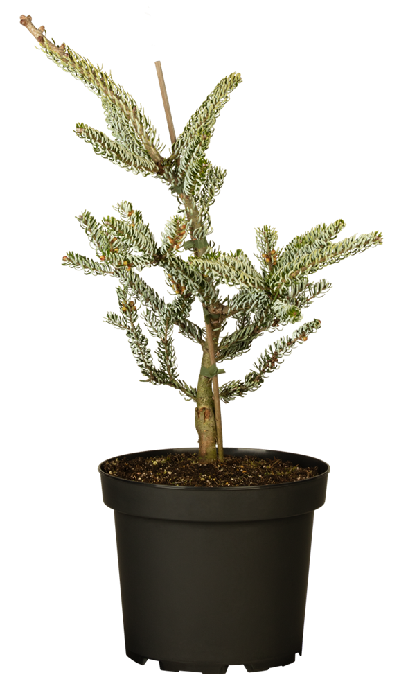 Koreatanne 'Silberlocke'