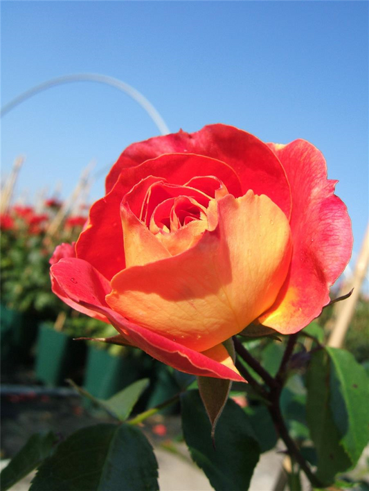 Beetrose 'Gebrüder Grimm'®