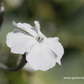 Lychnis coronaria 'Alba'
