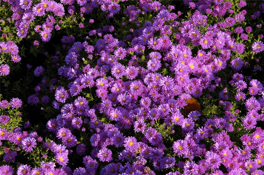 Garten-Kissen-Aster 'Kassel'