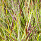 Imperata cylindrica var.koenig.'Red Baron'