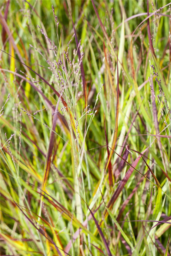 Imperata cylindrica var.koenig.'Red Baron'