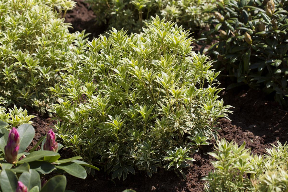 Pieris japonica 'Variegata'