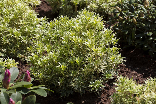 Pieris japonica 'Variegata'
