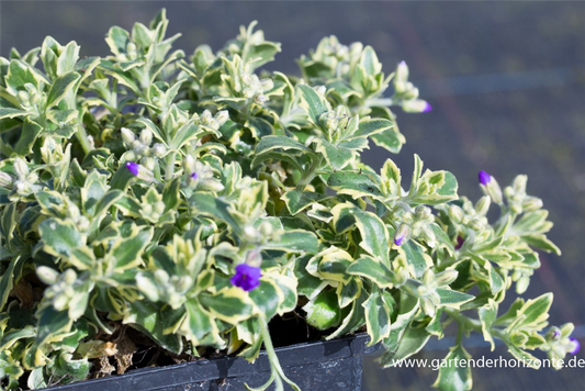 Aubrieta x cult.'Silberrand'