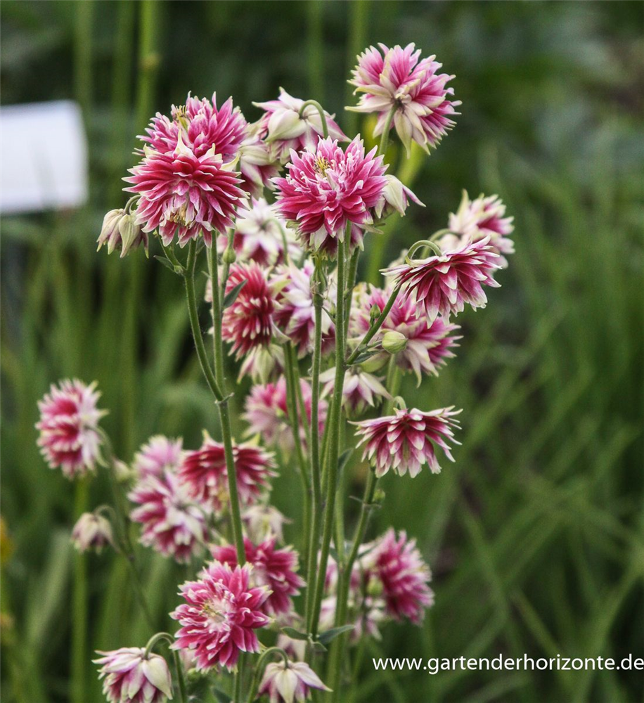 Langspornige Garten-Akelei 'Nora Barlow'