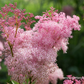 Garten-Mädesüß 'Venusta'