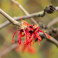 Zaubernuss 'Diane'