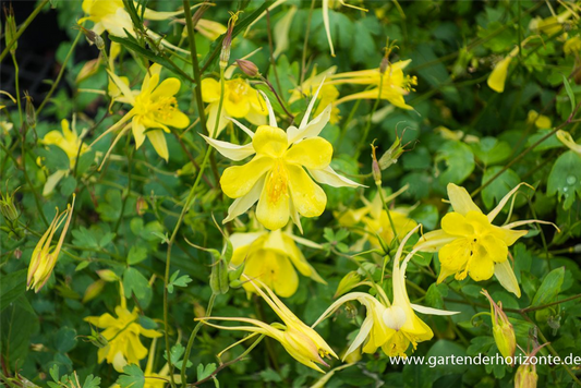 Langspornige Garten-Akelei 'Yellow Queen'