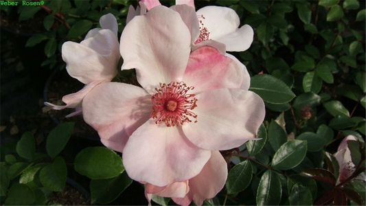 Beetrose 'Sweet Pretty'®