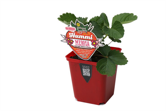 Hummi ® Merosa, 6er Set