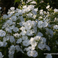 Hohe Garten-Flammenblume 'Danielle'