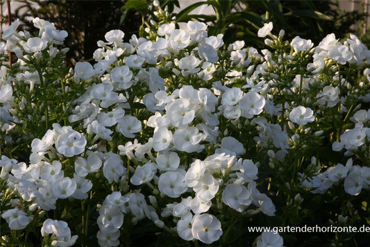 Hohe Garten-Flammenblume 'Danielle'