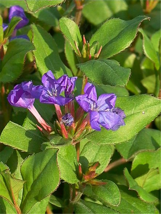 Ceratostigma plumbaginoides