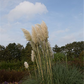 Cortaderia selloana 'Weiße Feder'
