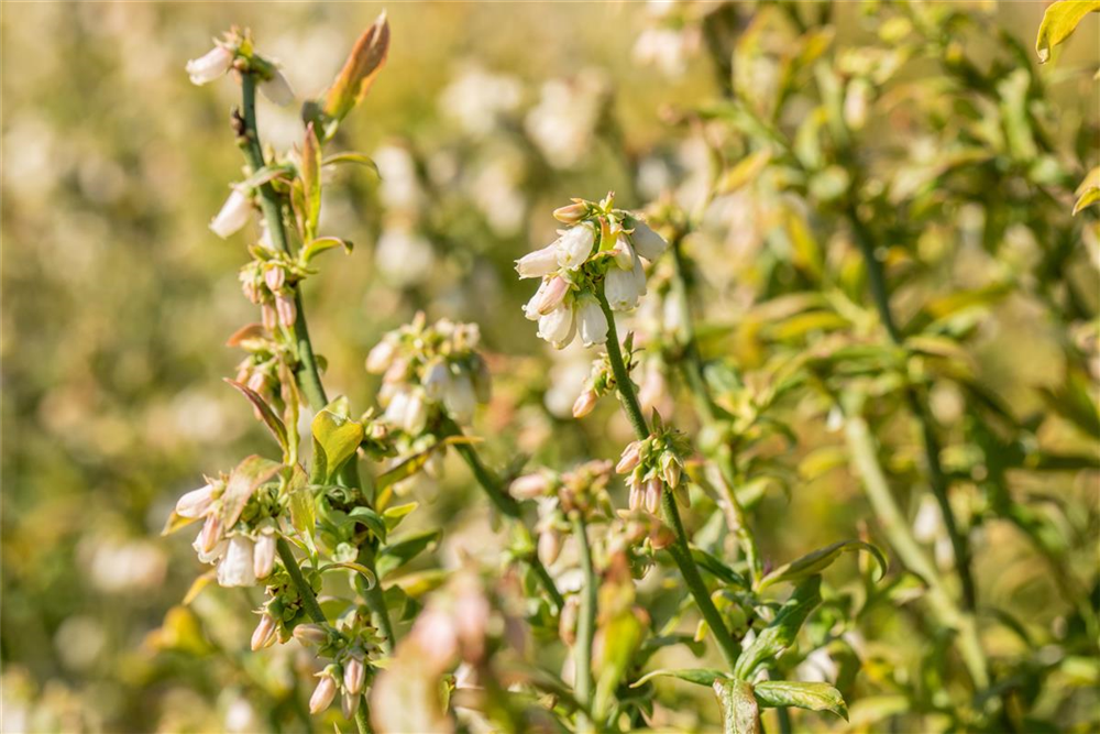 Heidelbeere 'Hortblue Petite'®