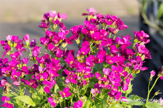 Garten-Gänsekresse 'Little Treasure Rose'