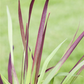 Imperata cylindrica var.koenig.'Red Baron'