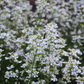 Karpaten-Schaumkresse 'Neuschnee'