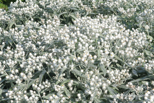 Garten-Perlkörbchen 'Sommerschnee'