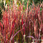 Imperata cylindrica var.koenig.'Red Baron'