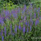Garten-Blüten-Salbei 'Blauhügel'