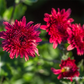 Chrysanthemum x hort.'Pizzicato'