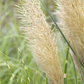 Cortaderia selloana 'Weiße Feder'