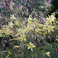 Hemerocallis citrina