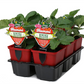 Hummi ® Rimona, 6er Set