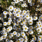 Garten-Schönaster 'Madiva'