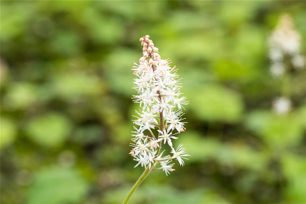 Herzblättrige Schaumblüte