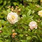 Strauchrose 'Ghislaine de Feligonde'