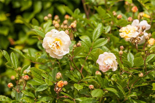 Strauchrose 'Ghislaine de Feligonde'
