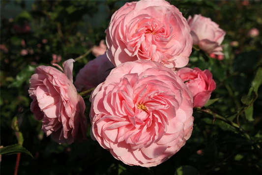 Beetrose 'Larissa'®