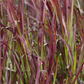 Imperata cylindrica var.koenig.'Red Baron'