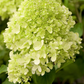 Rispenhortensie 'Limelight'(s)