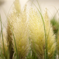 Cortaderia selloana 'Weiße Feder'