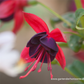 Fuchsie