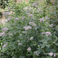 Eupatorium cannabinum