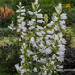 Campanula latifolia var.macrantha 'Alba'