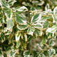 Euonymus fortunei 'Emerald'n Gaiety'