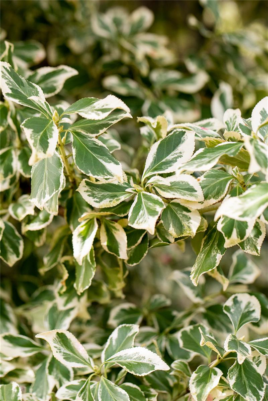 Euonymus fortunei 'Emerald'n Gaiety'